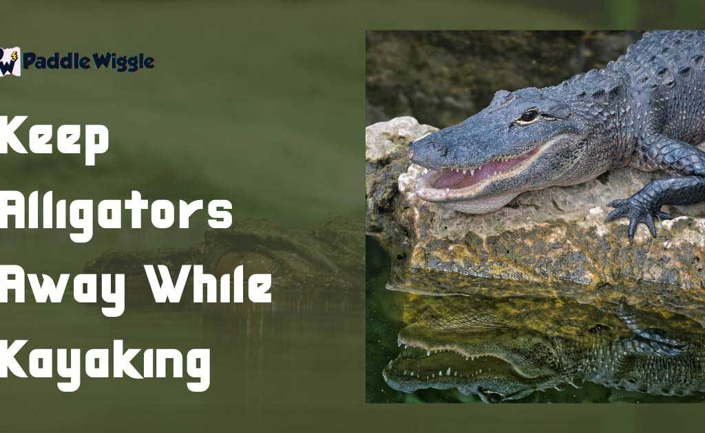 Keeping an alligator while kayaking.