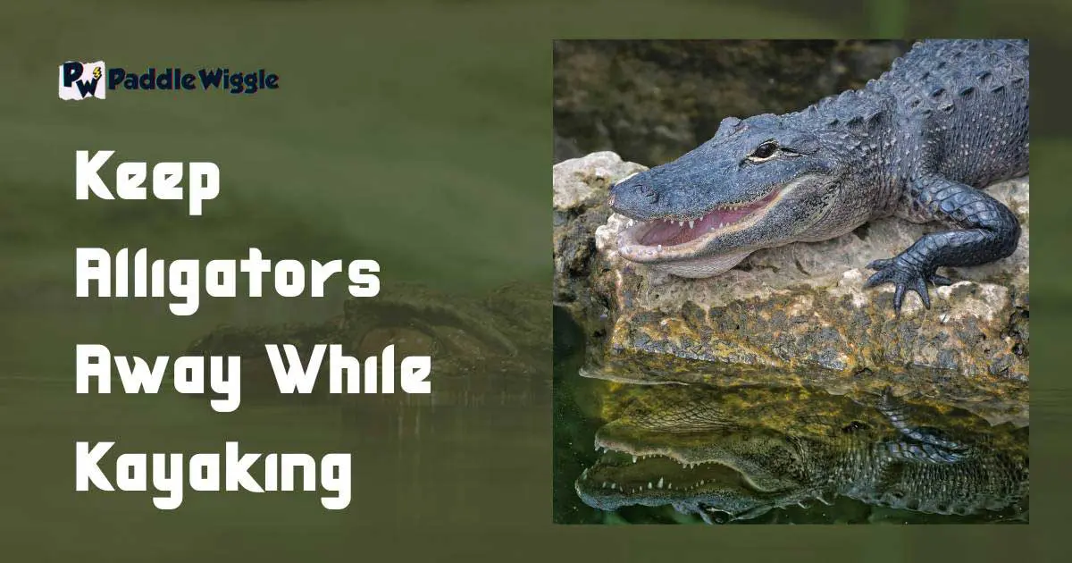 Keeping an alligator while kayaking.