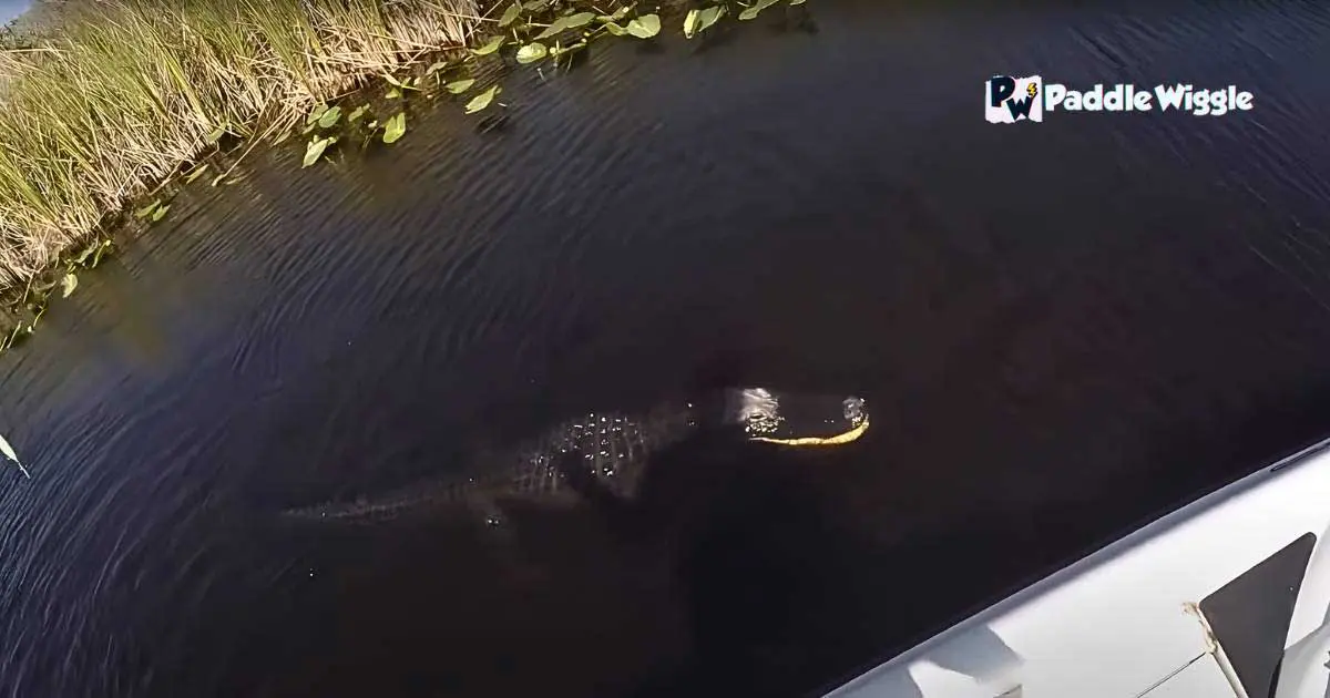 Discussing way how to respond to alligator encounters while kayaking.