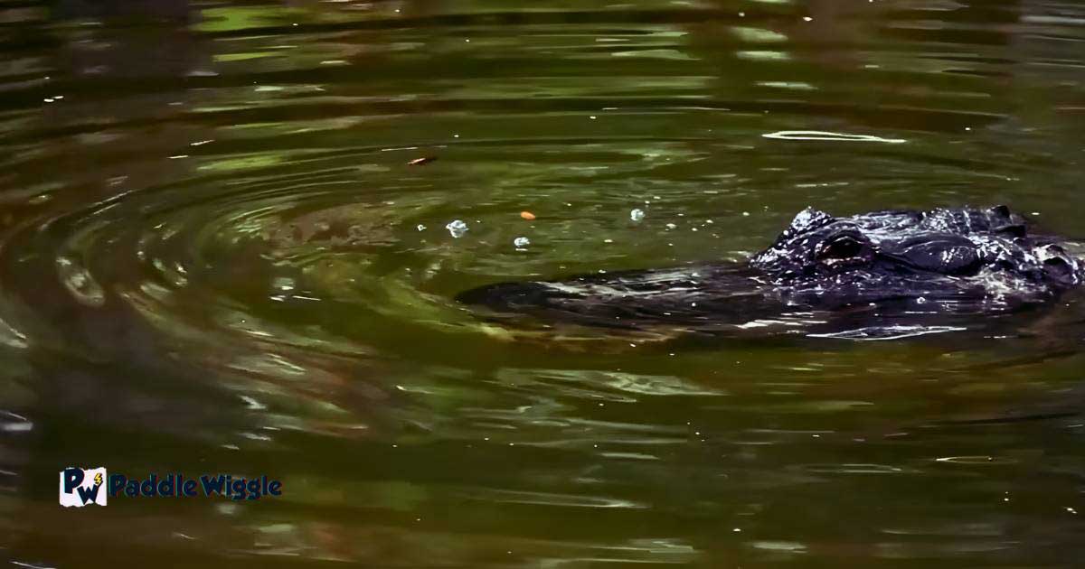Alligator following a kayak.