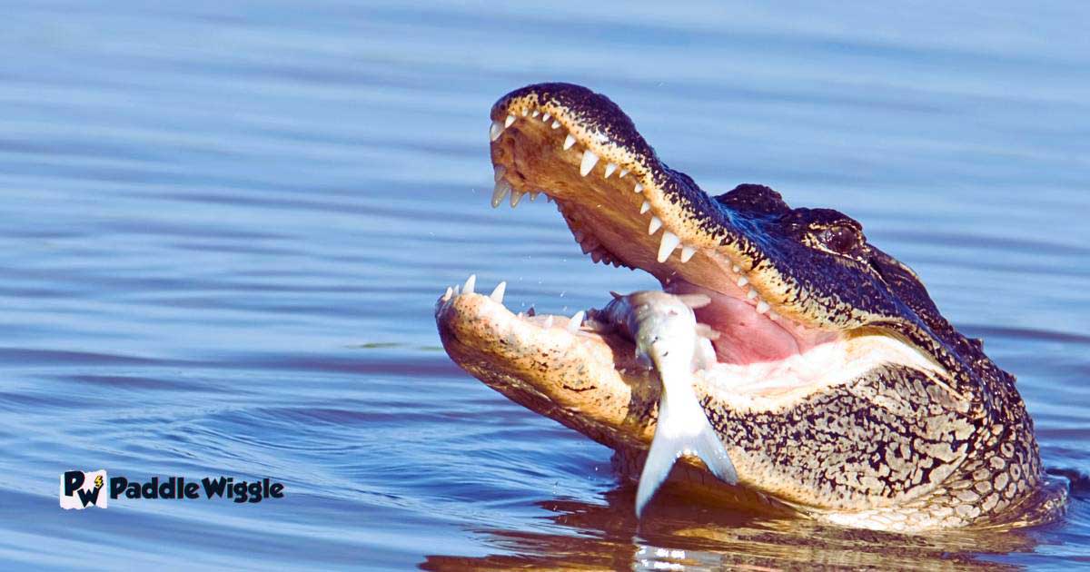 An alligator eating his fish.
