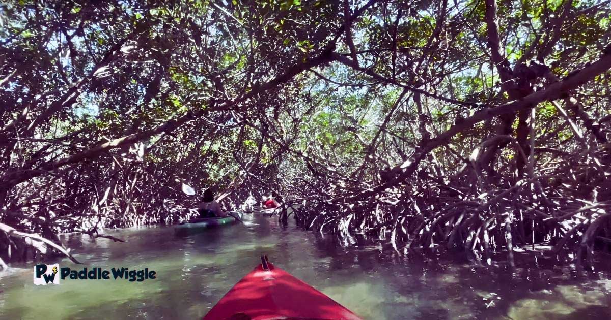 Guided kayak tours taking us through the Key West Mangroves.