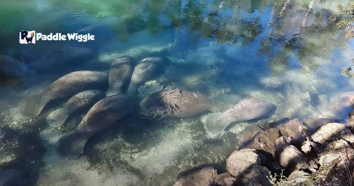 Kayaking with manatees in Crystal River Florida.