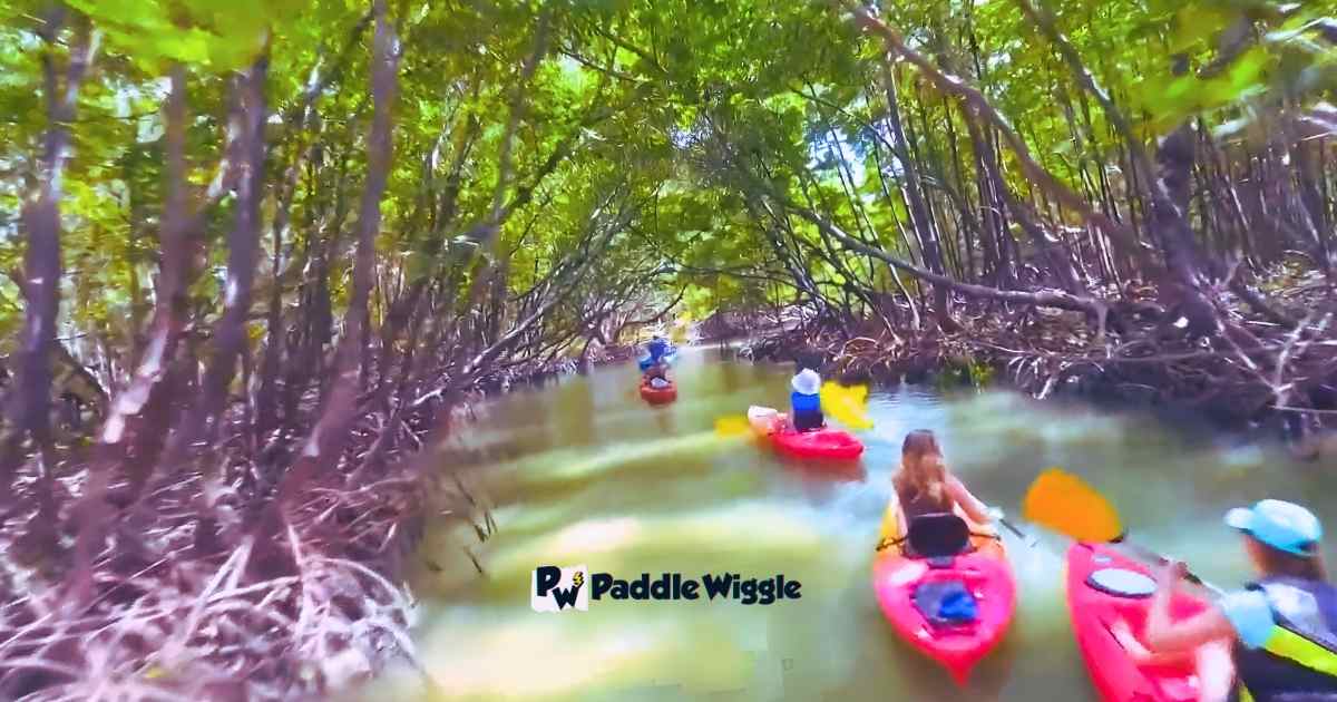 Kayaking in Marco Island's mangrove.