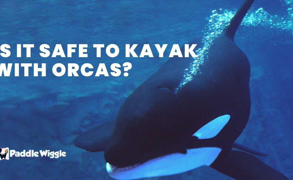 Discussing is it safe to kayak with orcas.