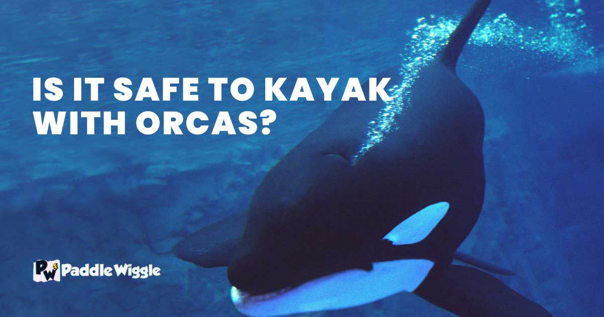 Discussing is it safe to kayak with orcas.