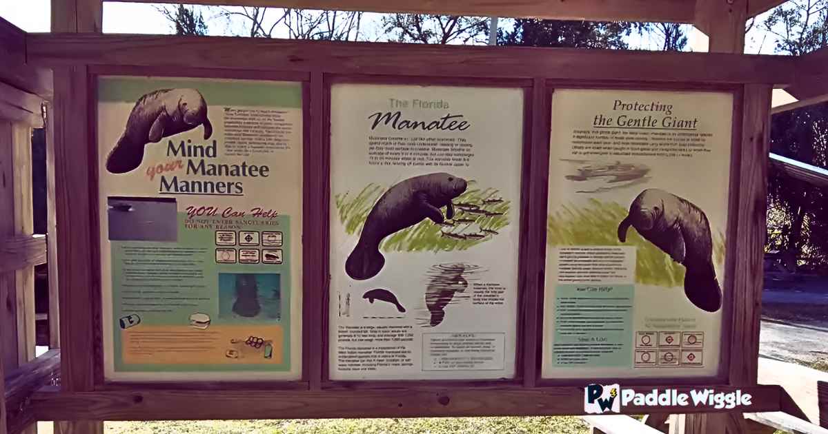 Instructions for observing and kayaking with manatees at Crystal River.
