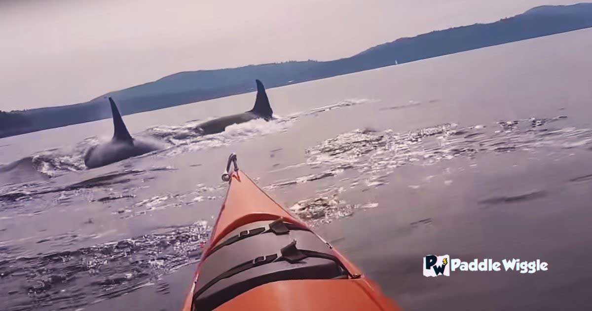 Orcas coming towards my kayak.
