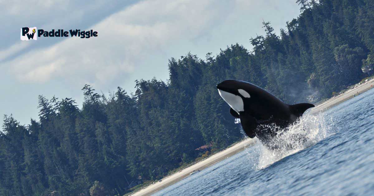 Anatomy and Physical Characteristics of Orcas for kayaking.