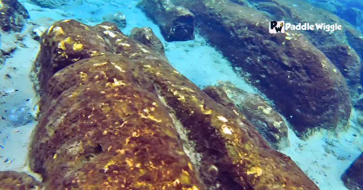 Snorkeling in the Three Sisters Springs in Florida.
