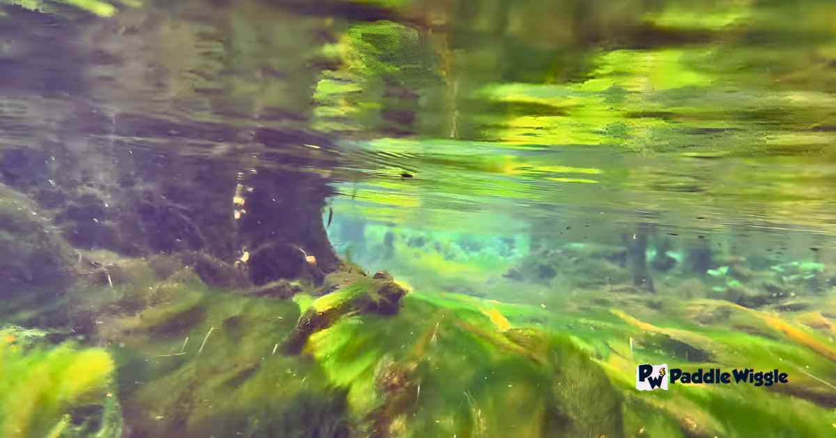 Crystal-clear waters that sparkle like diamonds at Weeki Wachee Springs.
