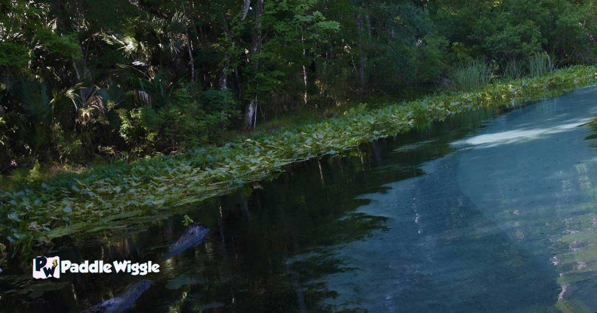 Wekiva River Kayaking In Florida.