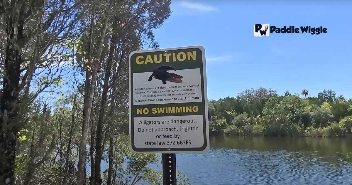 Caution for alligators in when kayaking on the Ten Thousand Islands in Florida.