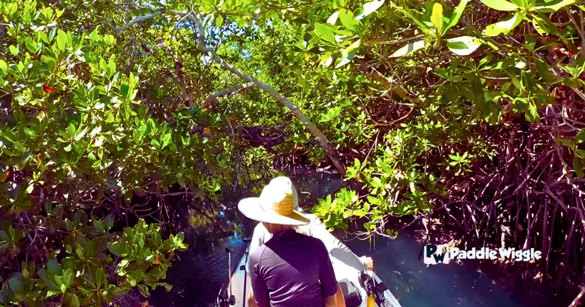 Kayaking through the Key Largo Mangroves in Florida.