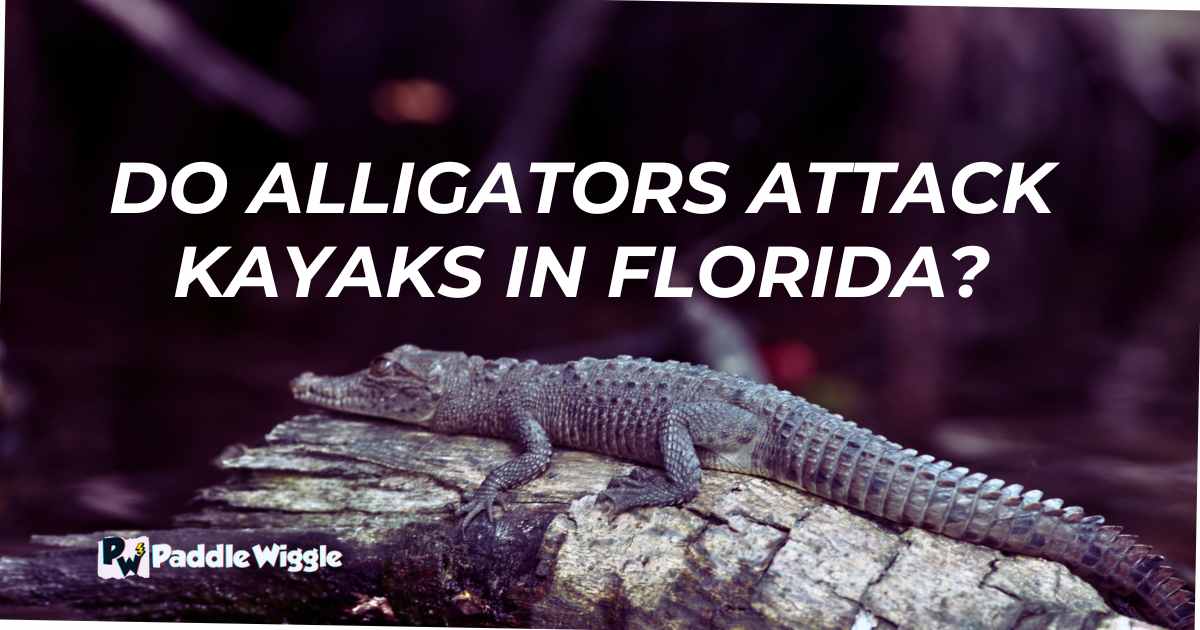 Exploring whether alligators attack kayaks in Florida