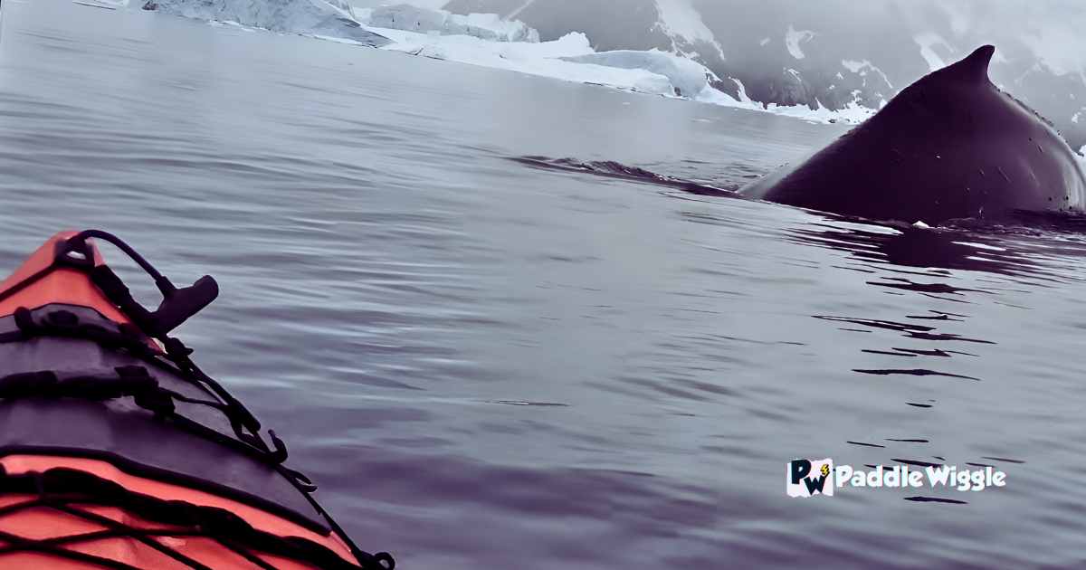Discussing Why Kayaking With Killer Whales.