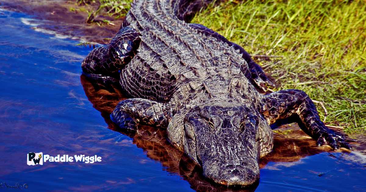 Prepare For Kayaking In Alligator Territory