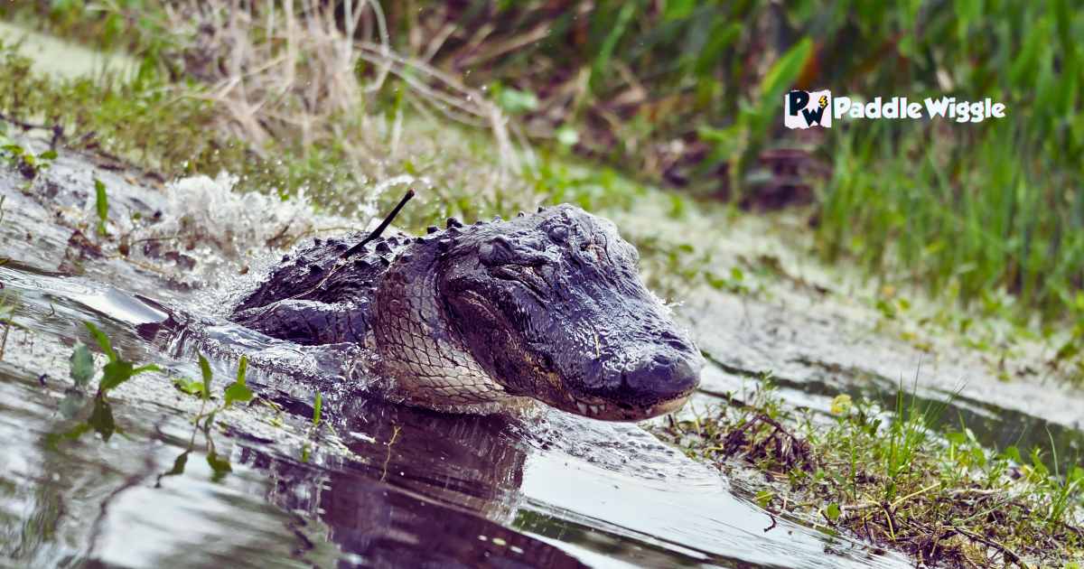 When Do Alligator Attacks Kayaks