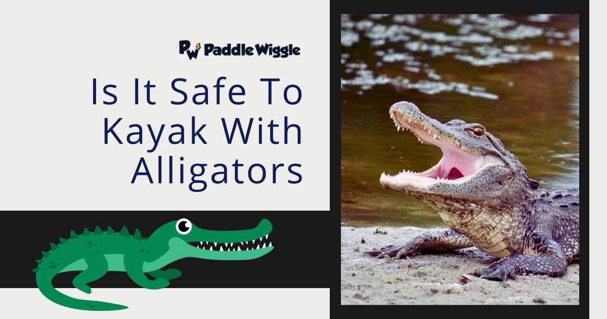 is it safe to kayak with alligators