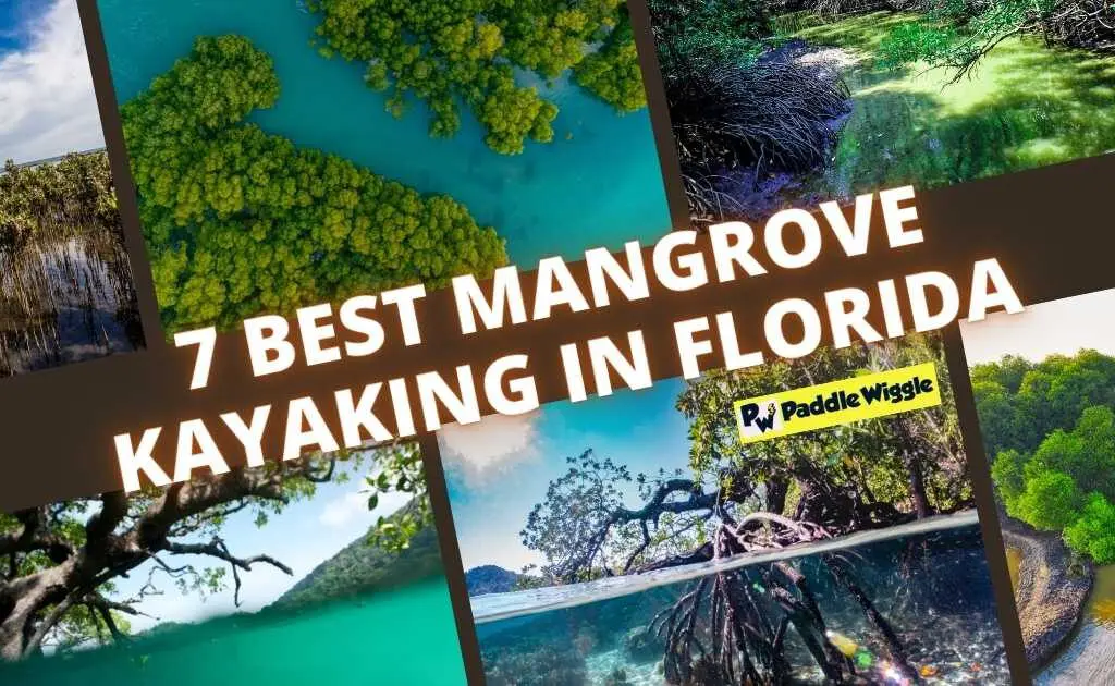 best mangrove kayaking in florida