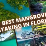 best mangrove kayaking in florida