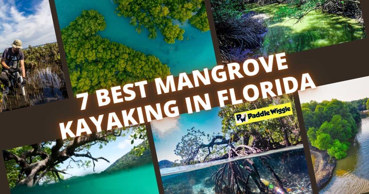 best mangrove kayaking in florida